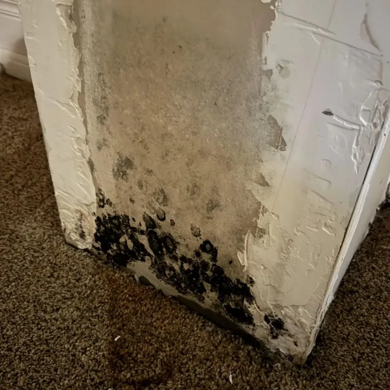 Professional Mold Removal in Muskegon Heights, MI